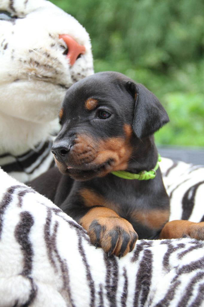 capax infiniti - Chiots disponibles - Dobermann