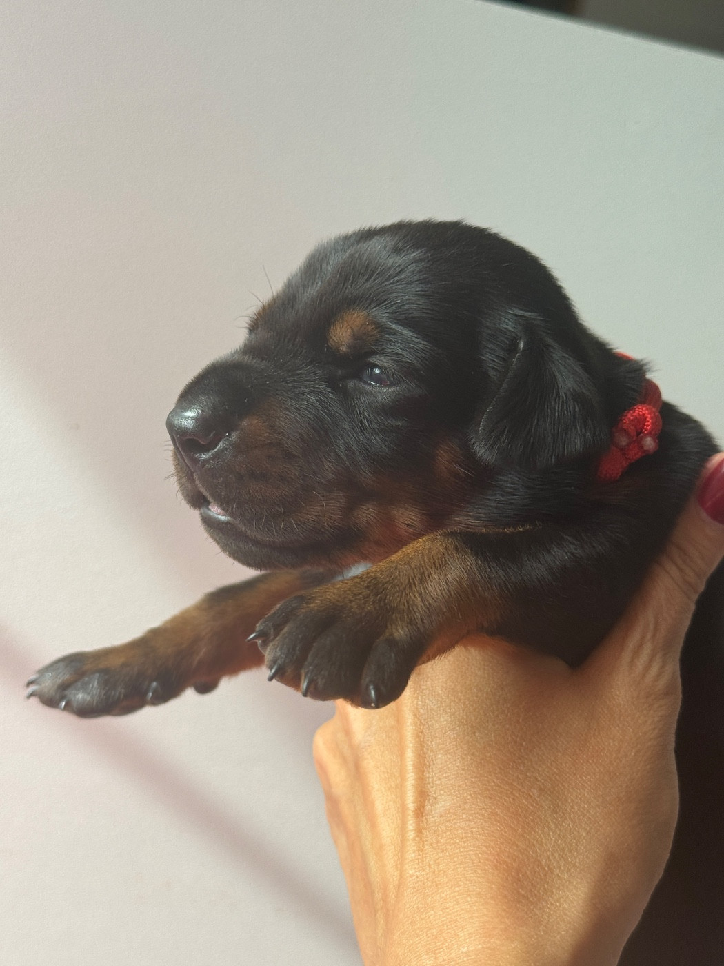 capax infiniti - Chiots disponibles - Dobermann