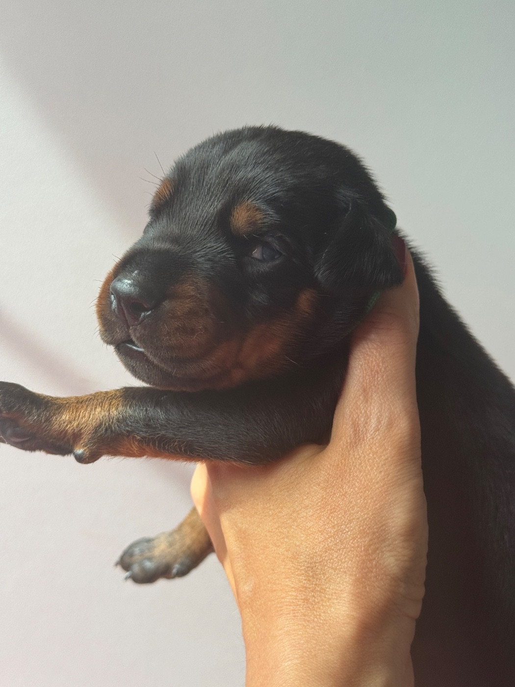 capax infiniti - Chiots disponibles - Dobermann