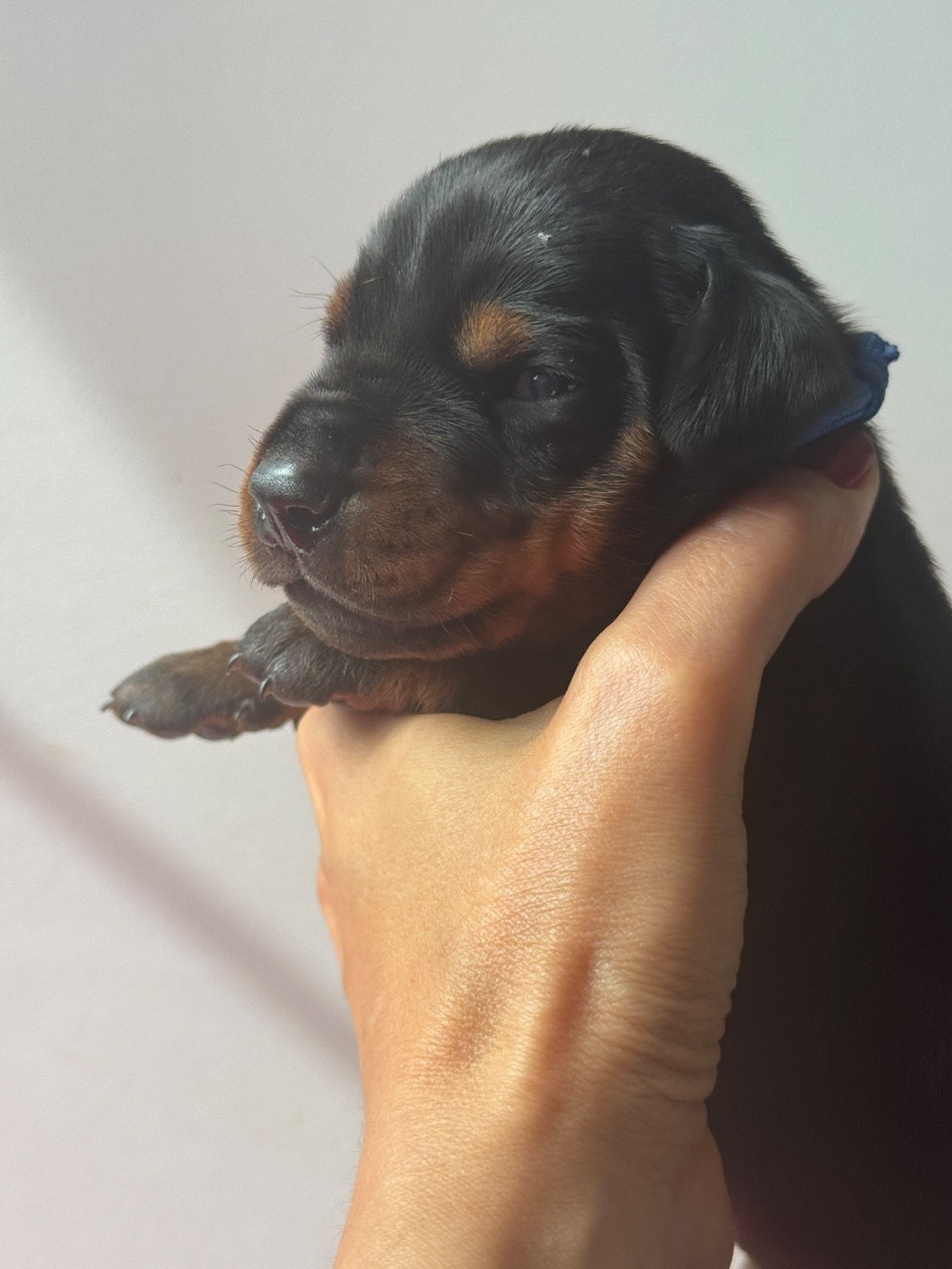 capax infiniti - Chiots disponibles - Dobermann