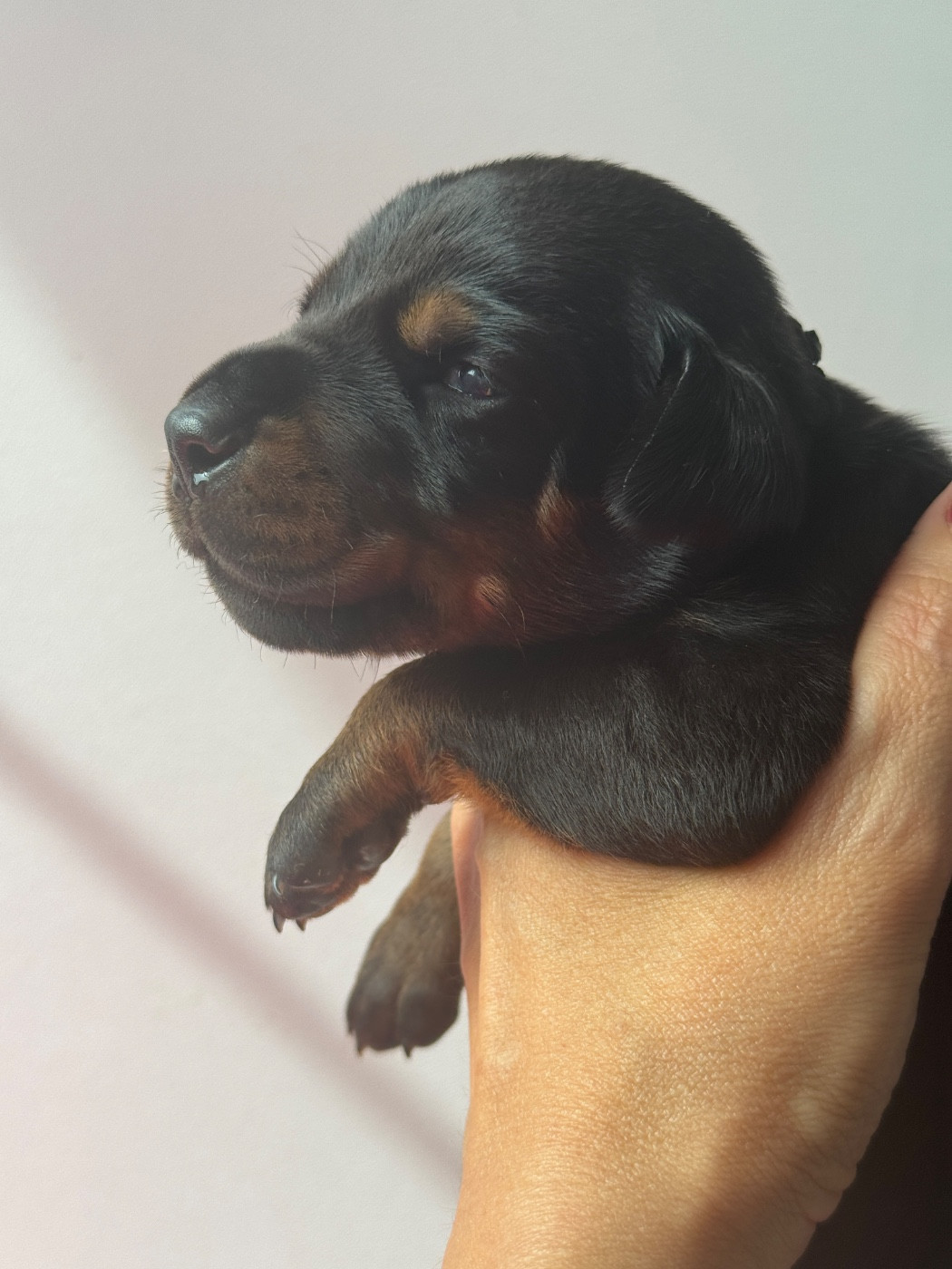capax infiniti - Chiots disponibles - Dobermann