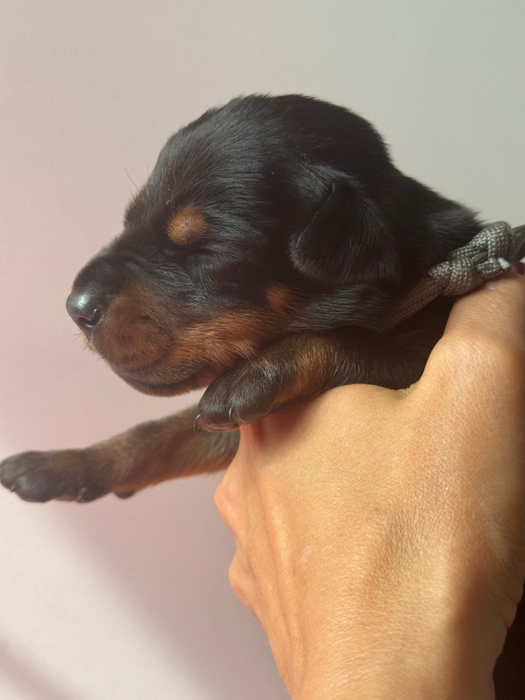 capax infiniti - Chiots disponibles - Dobermann
