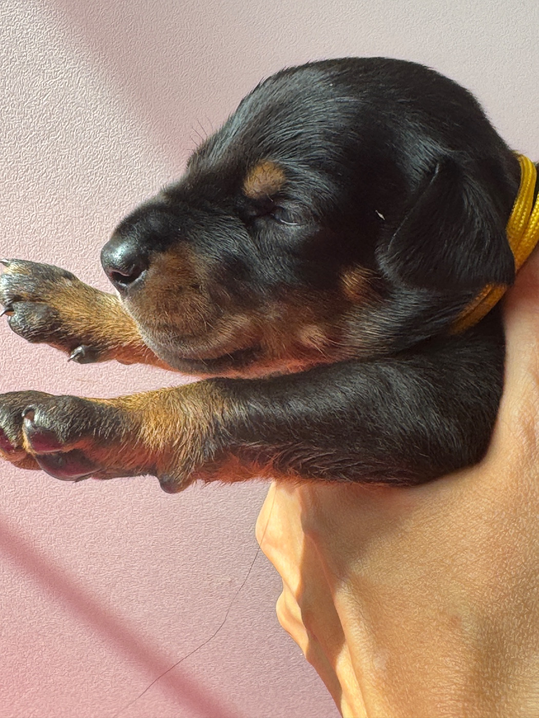 capax infiniti - Chiots disponibles - Dobermann