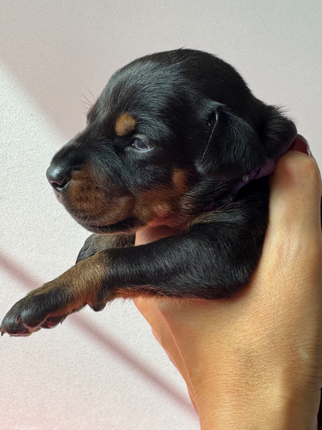 capax infiniti - Chiots disponibles - Dobermann
