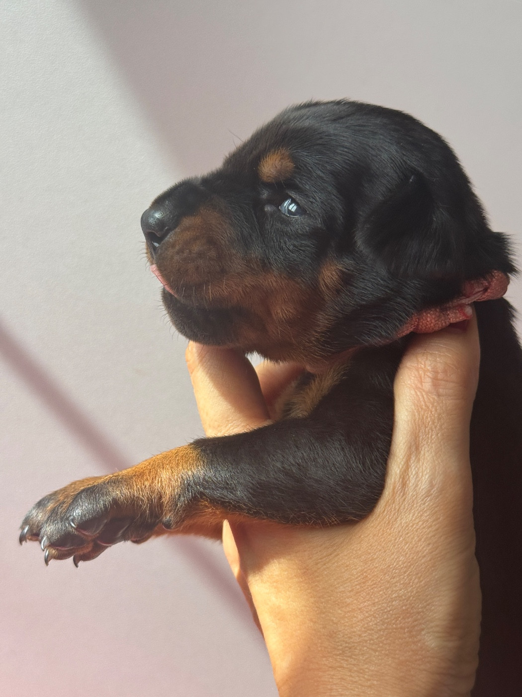 capax infiniti - Chiots disponibles - Dobermann