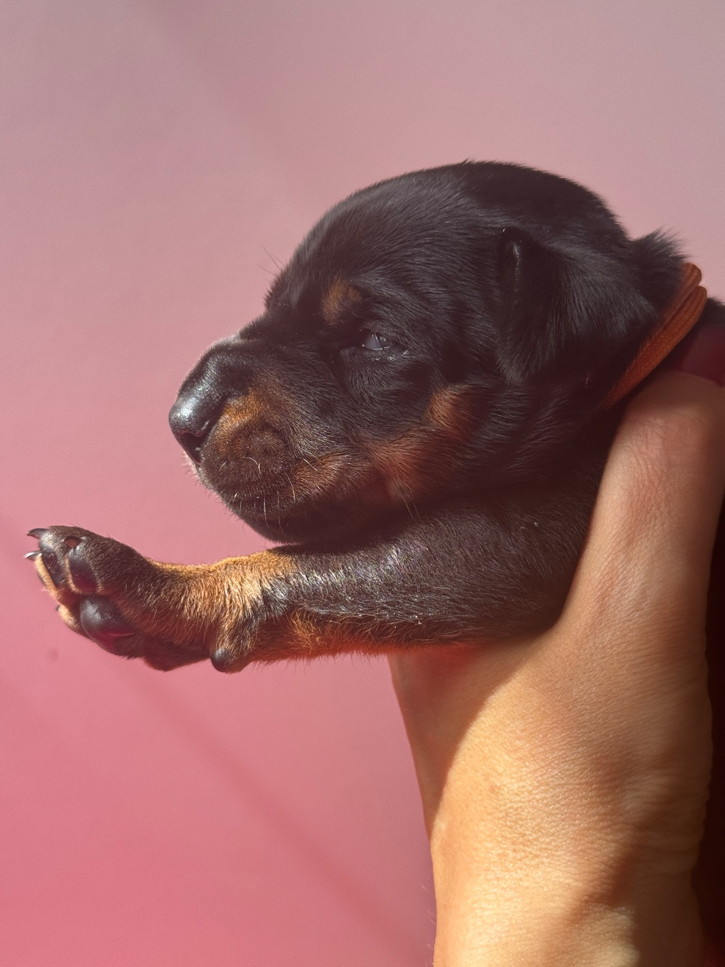 capax infiniti - Chiots disponibles - Dobermann