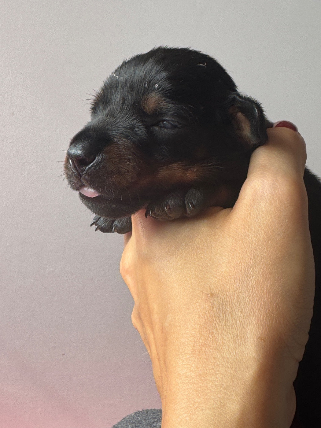 capax infiniti - Chiots disponibles - Dobermann