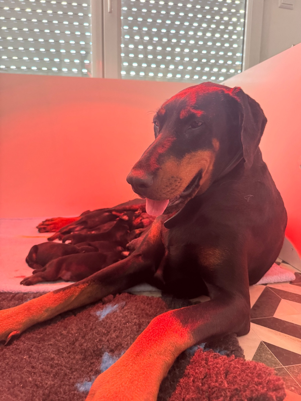 Chiot Dobermann capax infiniti