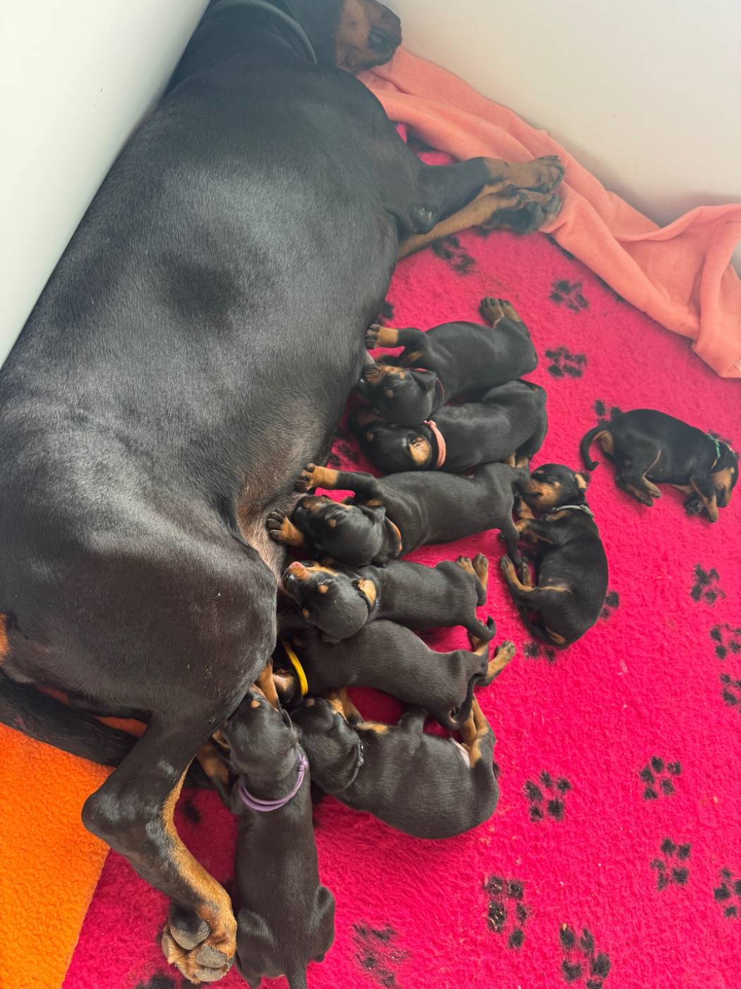 Chiot Dobermann capax infiniti