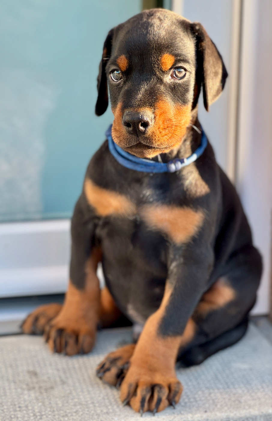 capax infiniti - Chiots disponibles - Dobermann