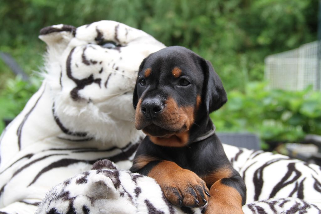 capax infiniti - Chiots disponibles - Dobermann
