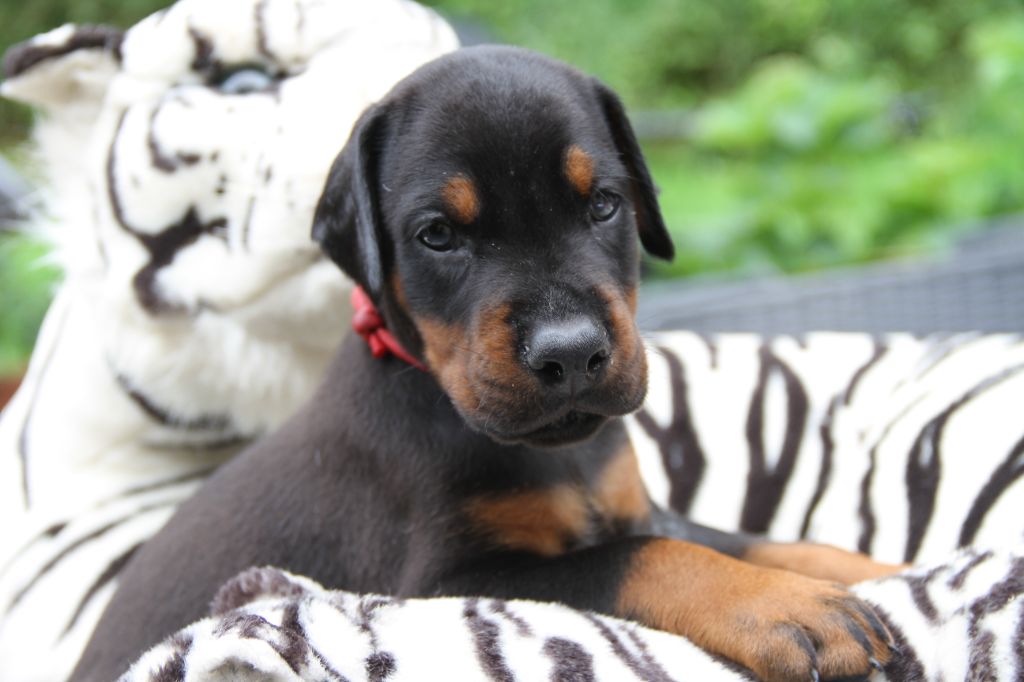 capax infiniti - Chiots disponibles - Dobermann