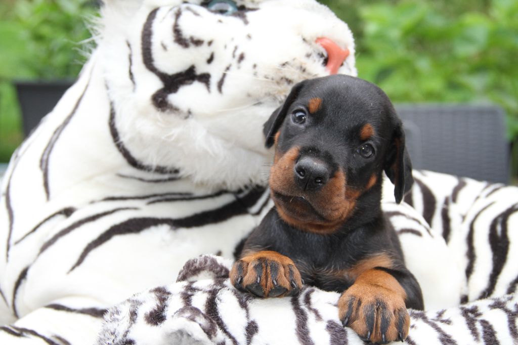 capax infiniti - Chiots disponibles - Dobermann