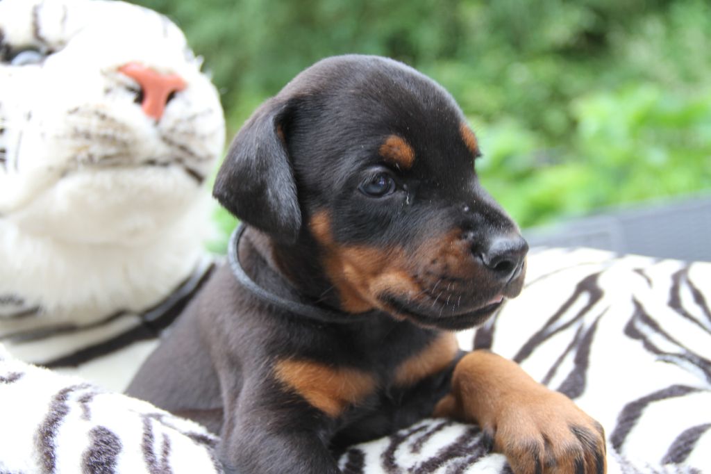 capax infiniti - Chiots disponibles - Dobermann