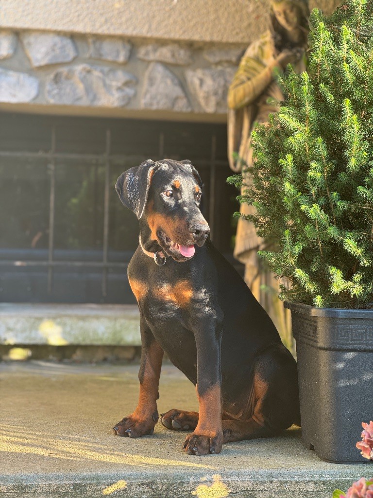 capax infiniti - Chiots disponibles - Dobermann