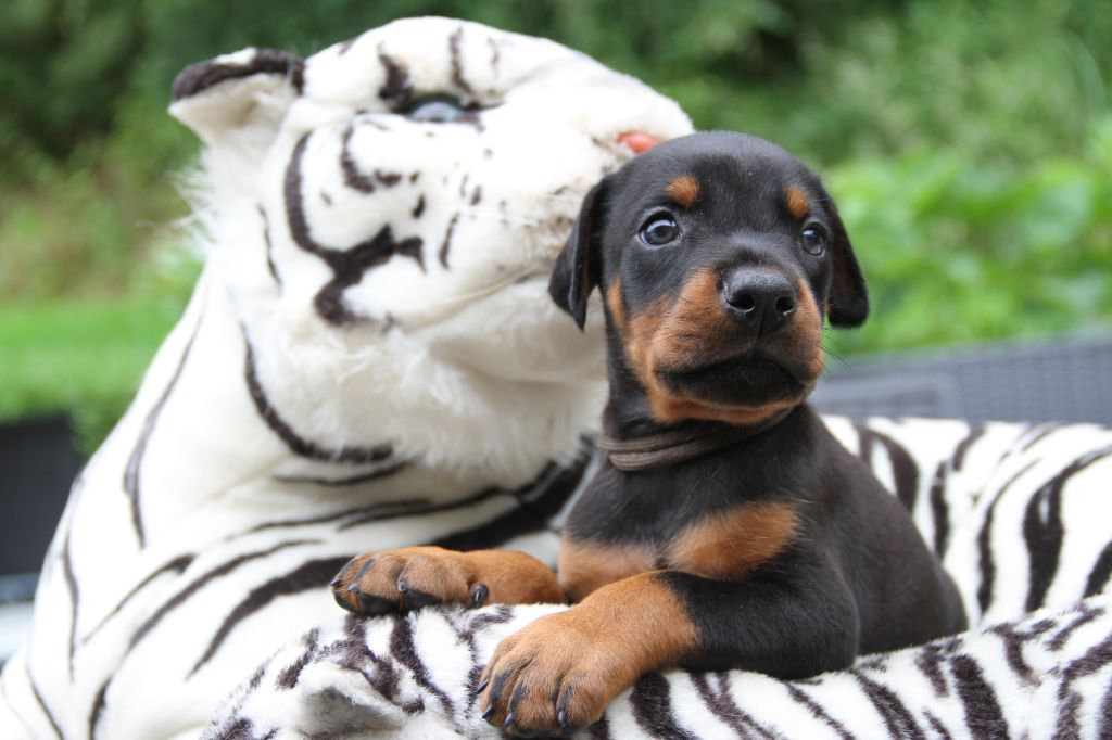 capax infiniti - Chiots disponibles - Dobermann