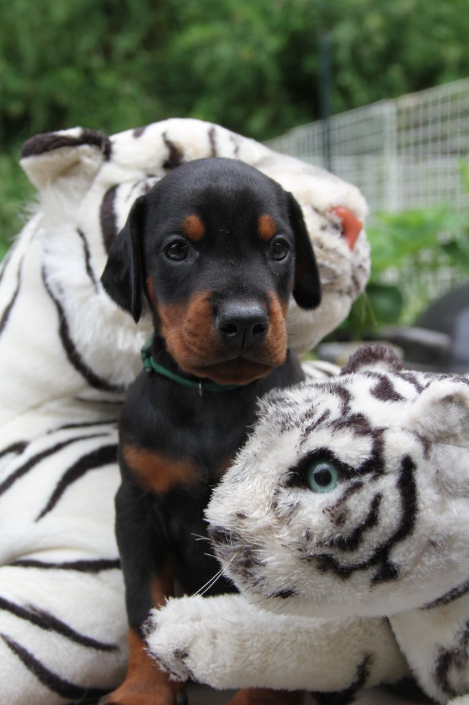 capax infiniti - Chiots disponibles - Dobermann