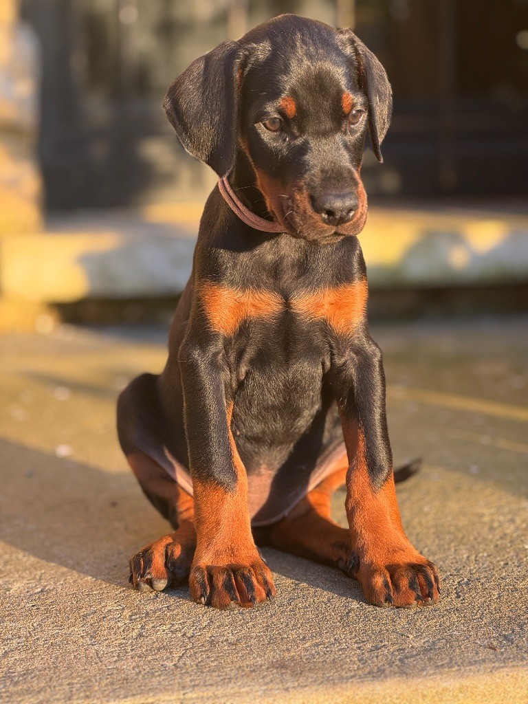 capax infiniti - Chiots disponibles - Dobermann