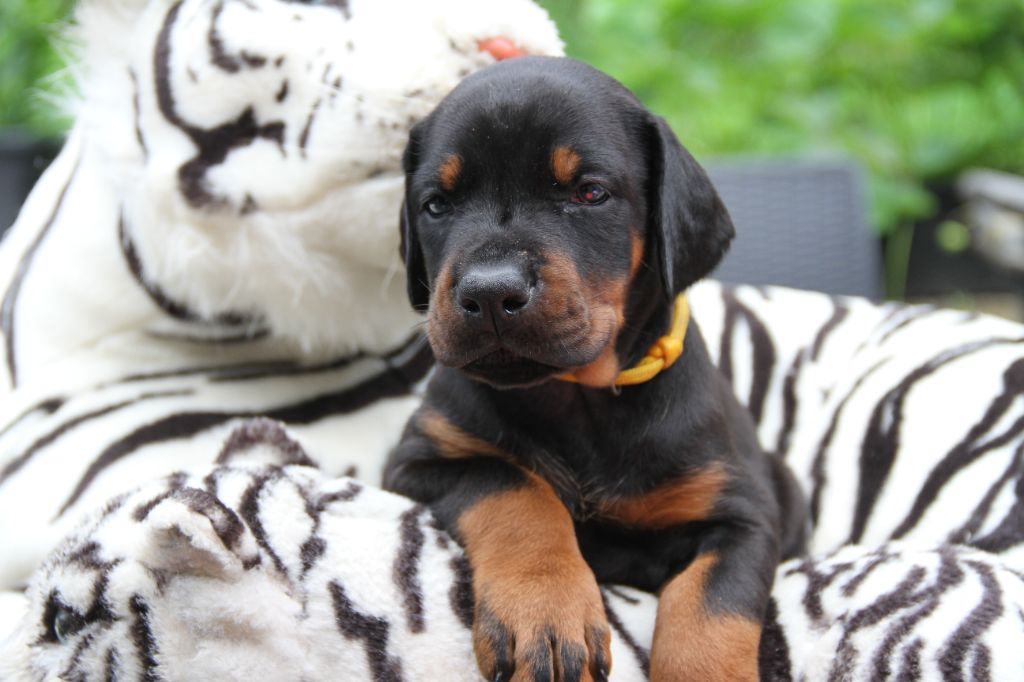 capax infiniti - Chiots disponibles - Dobermann