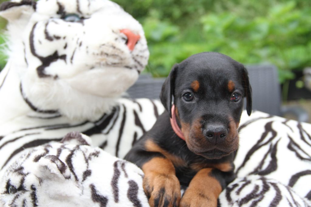 capax infiniti - Chiots disponibles - Dobermann