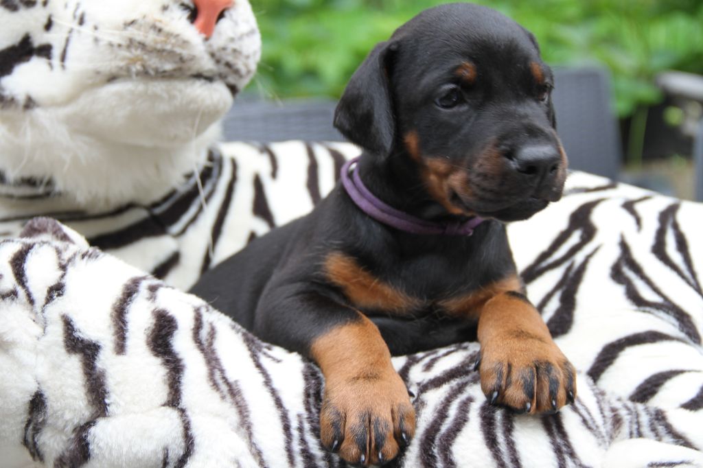 capax infiniti - Chiots disponibles - Dobermann