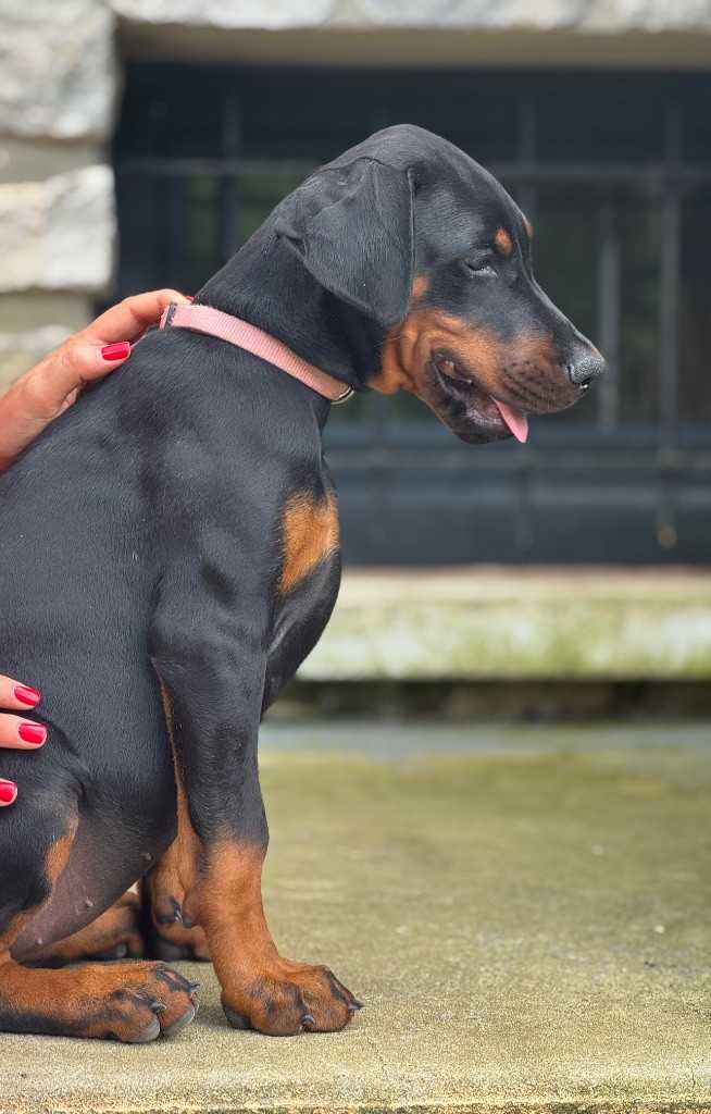 capax infiniti - Chiots disponibles - Dobermann
