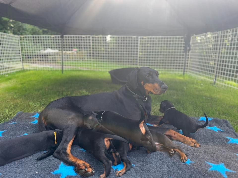 Chiot Dobermann capax infiniti