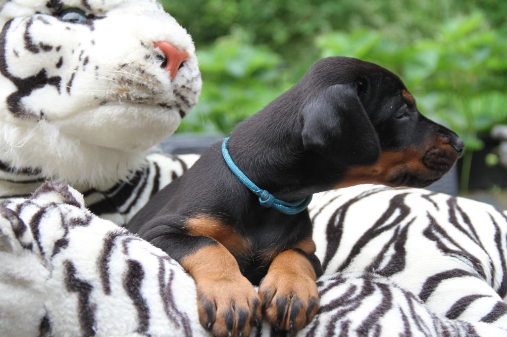 capax infiniti - Chiots disponibles - Dobermann