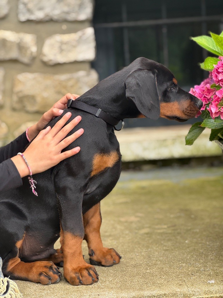 capax infiniti - Chiots disponibles - Dobermann